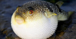 Tetrodotoxin: Chất độc thường gặp trong cá nóc
