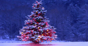 Những bí mật thú vị về cây thông Noel