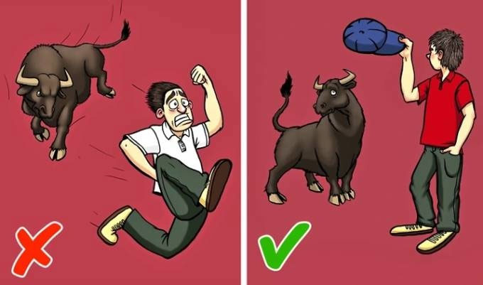 dung-do-bo-duc Đụng độ bò đực