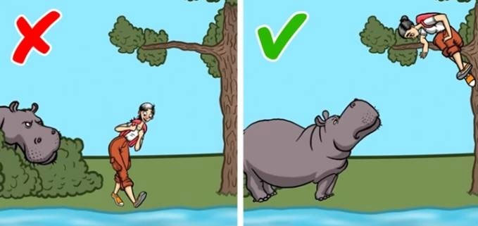 dung-do-ha-ma Đụng độ hà mã