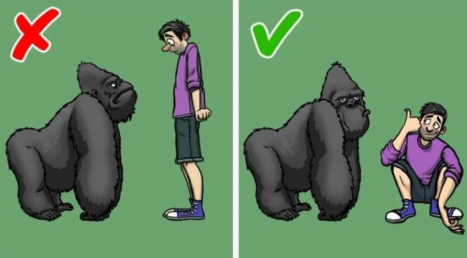 dung-do-khi-dot Đụng độ khỉ đột