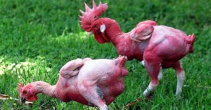 Kỳ lạ giống gà lai trụi lông, da đỏ rực như chim phượng hoàng
