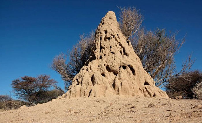 go-moi-o-namibia Một gò mối ở Namibia