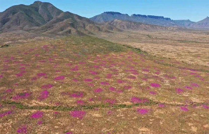 hoa-tim-moc-tren-go-moi Hoa tím mọc trên các gò mối có tuổi đời hàng chục ngàn năm ở Namaqualand, Nam Phi