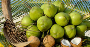 16 lý do để uống nước dừa
