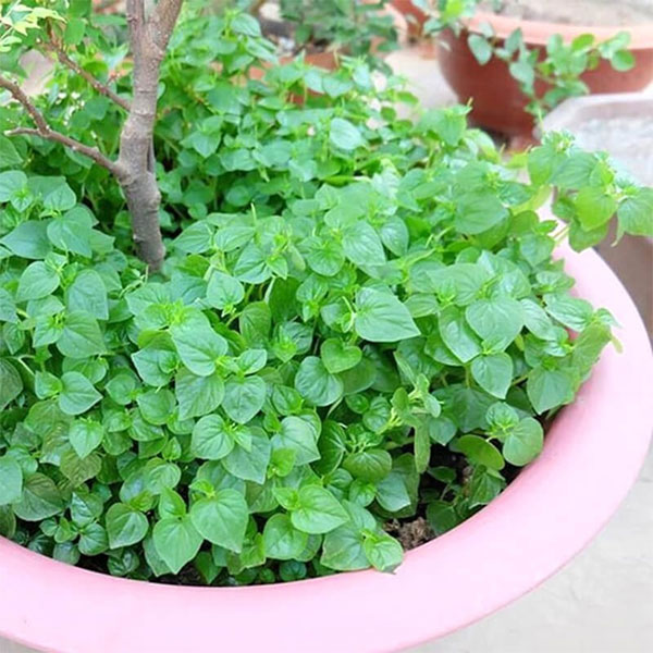 rau-cang-cua-1 Một số trường hợp khi ăn rau càng cua sẽ có biểu hiện khó thở như bệnh hen suyễn.