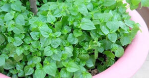 Những lợi ích ít ai biết của rau càng cua