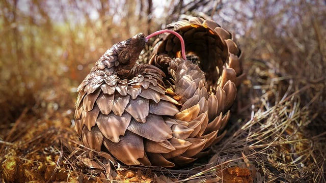 con-te-te Hình ảnh một con tê tê đang ngáp ở Khu bảo tồn Khamab Kalahari, Nam Phi.