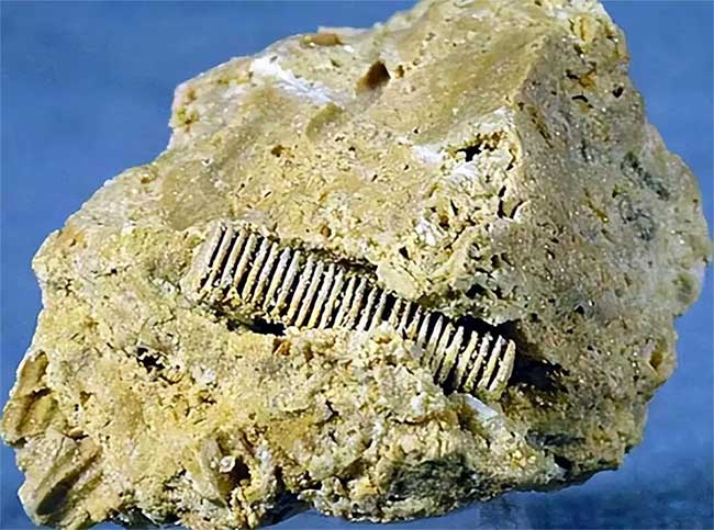 dinh-vit-300-trieu-nam-tuoi Vật thể được cho là "chiếc đinh vít" 300 triệu năm tuổi ở Nga.