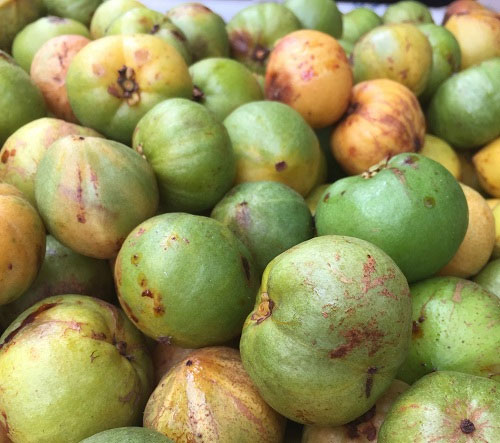 qua-bua-1 Quả bứa có mùi hương dễ chịu, có vị chua, vỏ màu xanh khi chín vỏ màu vàng.