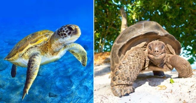 turtles-and-tortoise Turtles và Tortoise