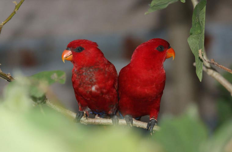 vet-do Chim vẹt đỏ