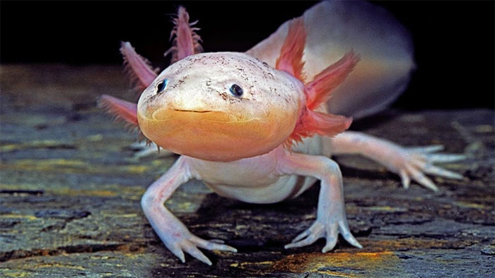 Kỳ nhông Axolotl