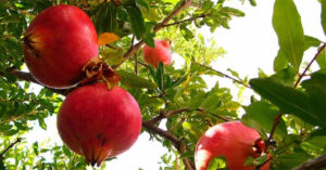 Giữa lăng mộ Tần Thủy Hoàng chỉ có duy nhất một loài cây tươi xanh, sai trĩu quả nhưng không ai dám ăn