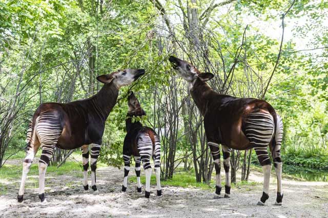 okapi-1 Okapi sống chủ yếu trong các khu rừng mưa nhiệt đới đất thấp.