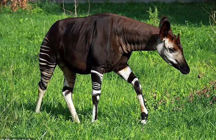 okapi-2 Một con Okapi hay còn gọi là hươu đùi vằn.