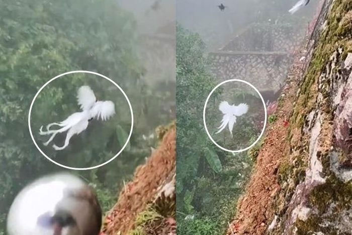 phuong-hoang-trang Dân mạng Trung Quốc xôn xao trước thông tin phượng hoàng trắng trong truyền thuyết xuất hiện.