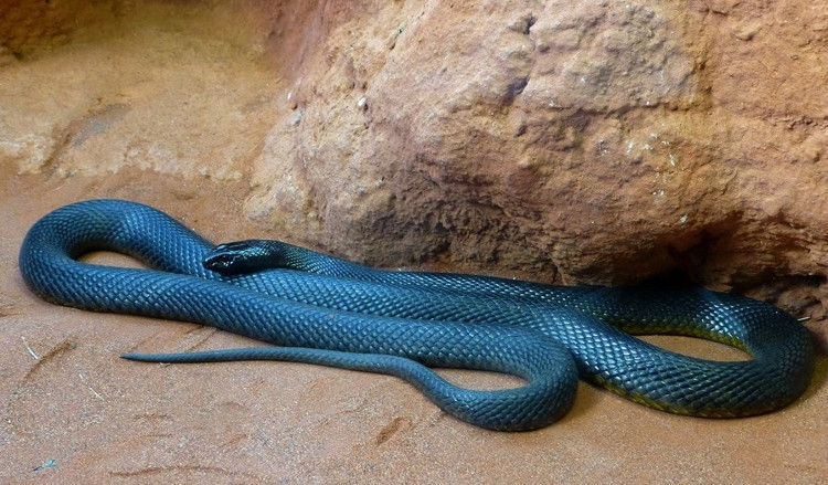 Taipan nội địa có thể thay đổi màu sắc theo mùa. Taipan nội địa có thể thay đổi màu sắc theo mùa.