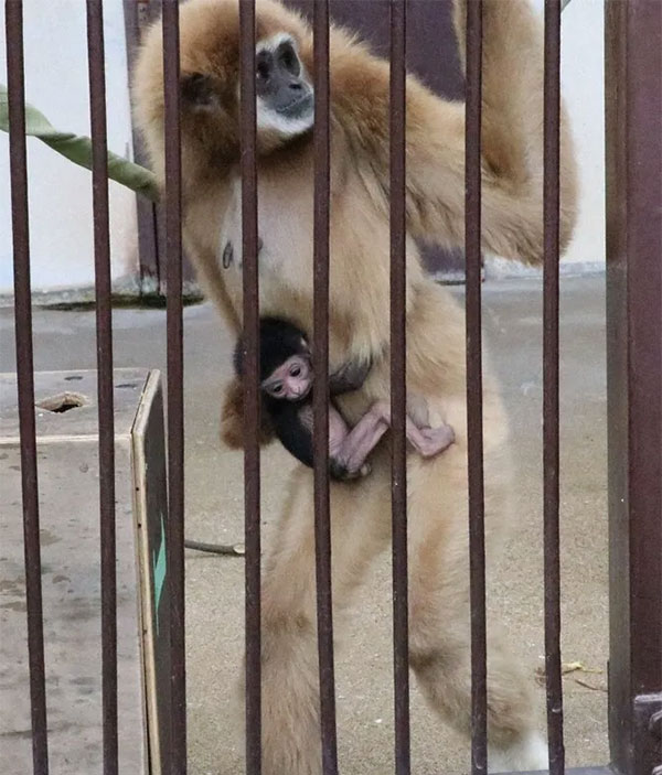 Vượn Momo cùng con